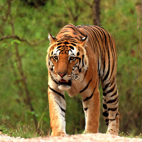 Kanha National Park