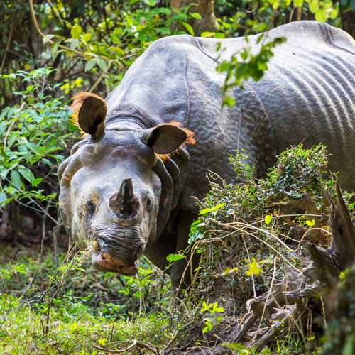 Kaziranga National Park