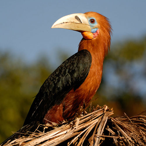 Namdapha National Park