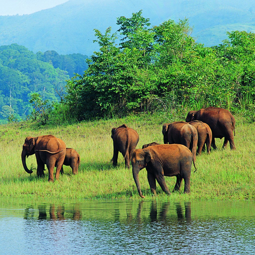 Periyar National Park
