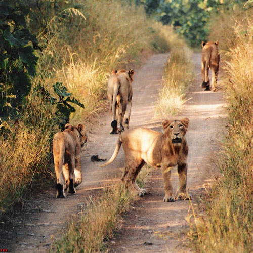 Sasan Gir National Park
