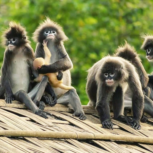 Sipaihijola Wildlife Sanctuary