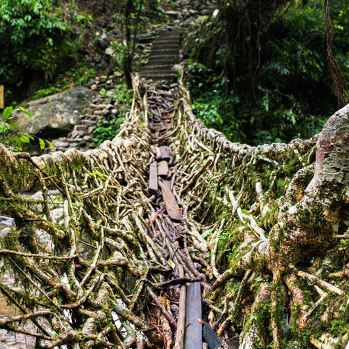 Umishiang Double Decker Root Bridge 