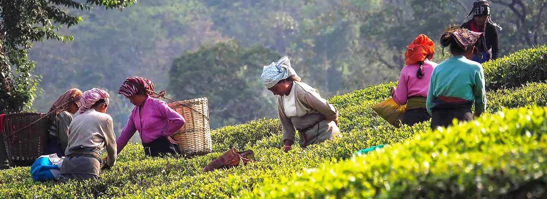 Exotic Gangtok & Darjeeling Package