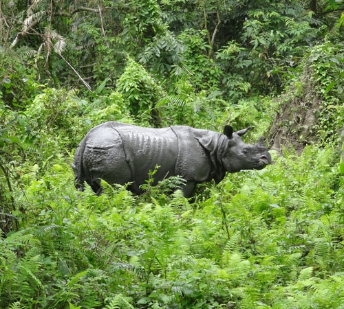 Short Escape Kaziranga National Park