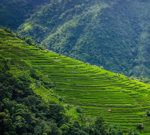 Vibrant and colorful Hornbill Festival