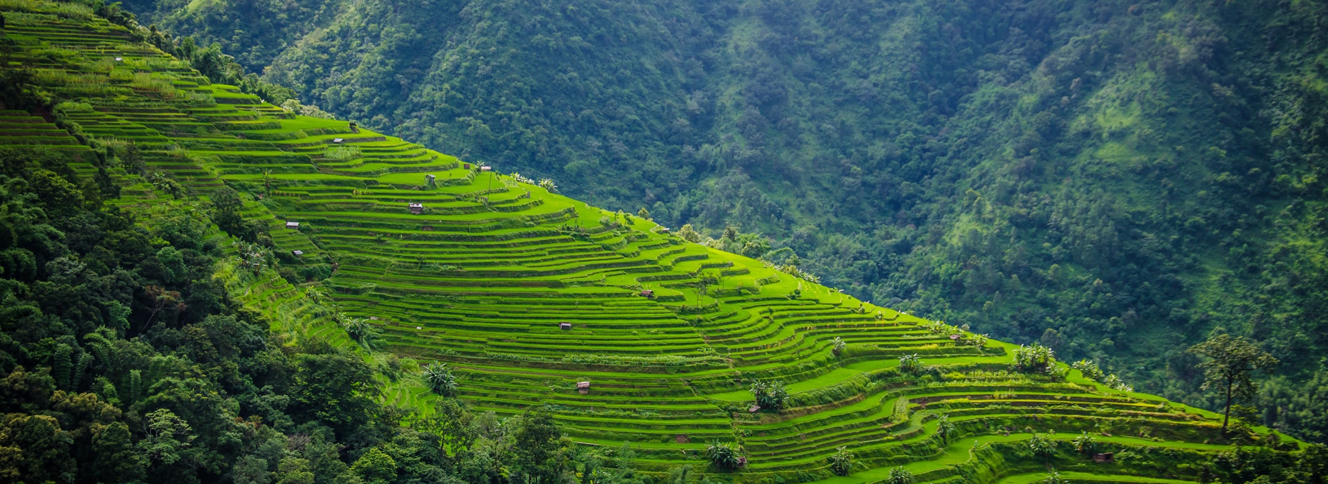 Vibrant and colorful Hornbill Festival